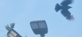 Enlarge photo 234