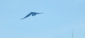 Enlarge photo 229