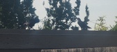 Enlarge photo 225