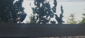 Enlarge photo 224