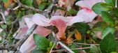 Enlarge photo 41