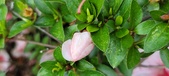 Enlarge photo 45