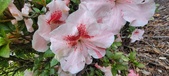 Enlarge photo 49
