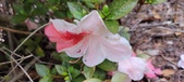 Enlarge photo 51