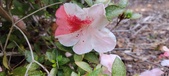 Enlarge photo 52
