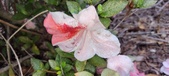 Enlarge photo 53