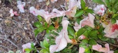 Enlarge photo 56
