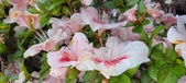 Enlarge photo 60