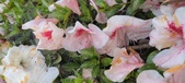 Enlarge photo 59