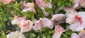 Enlarge photo 65