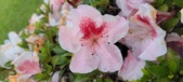Enlarge photo 66