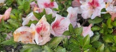 Enlarge photo 68