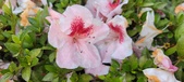 Enlarge photo 69