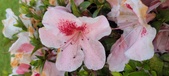 Enlarge photo 70