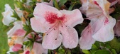 Enlarge photo 71
