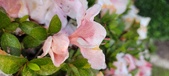 Enlarge photo 72