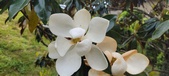 Enlarge photo 90