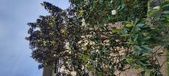 Enlarge photo 92