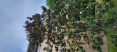 Enlarge photo 93