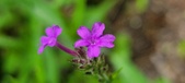 Enlarge photo 96