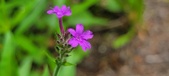 Enlarge photo 95