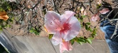 Enlarge photo 110