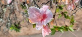 Enlarge photo 114