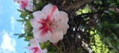 Enlarge photo 111