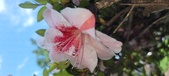 Enlarge photo 116