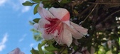 Enlarge photo 117