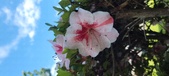 Enlarge photo 119