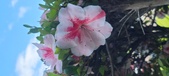 Enlarge photo 122
