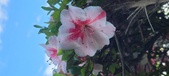Enlarge photo 126