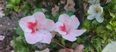 Enlarge photo 127