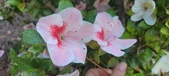 Enlarge photo 128