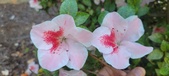 Enlarge photo 129