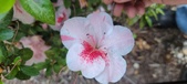 Enlarge photo 131