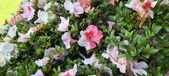 Enlarge photo 133