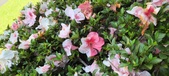Enlarge photo 134