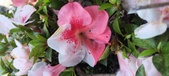 Enlarge photo 138