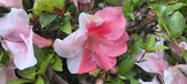 Enlarge photo 137