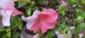 Enlarge photo 136