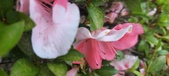 Enlarge photo 135