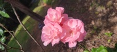Enlarge photo 139