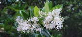 Enlarge photo 96