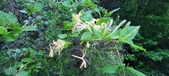Enlarge photo 88