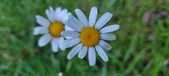 Enlarge photo 84