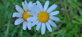 Enlarge photo 82