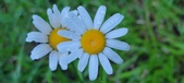 Enlarge photo 81