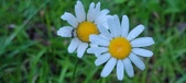 Enlarge photo 79